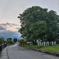 神社の大木