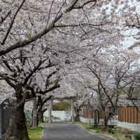 美味しいものと桜。。