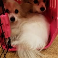 みいちゃん　空斗　海斗　とのお別れ