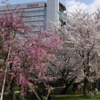 多摩川サイクリングロードは満開の桜だらけ