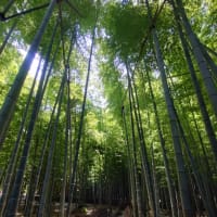 涼やかな報国寺💚