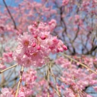 【今日の楽翁桜 ４月１２日】〜満開〜