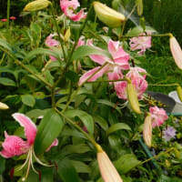 我が家にも百合の花