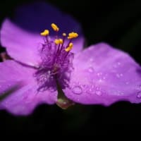 　　　　　　　　　　　　　　　　　　 紫つゆ草