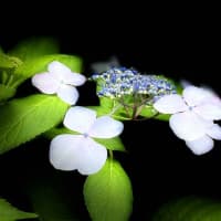 梅雨入りのアジサイ