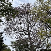桜が終わり、久々の投稿