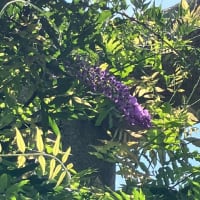 夏越しの大祓、茅の輪くぐり、千年乃藤。