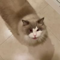 自信満々に言うのです
