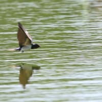 ロクヨンでコアジサシ