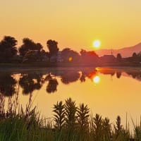 朝の散歩　平池緑地公園　57　6.29～30