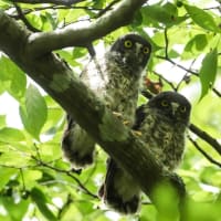 アオバズク雛