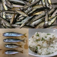 2025年6月22日【北条湾釣行】釣りのお供の猫達（茶トラ・キジトラ）