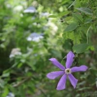 ジャングルの庭で咲く花