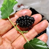 桑の実（マルベリー）を貰う