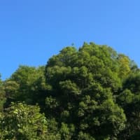 ほんまに梅雨明け　20250628