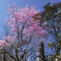 黒岳～親父山のアケボノツツジ（祖母山系）