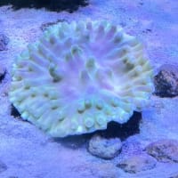 【サンゴ ｰ Turbinaria heronensis ｰ】