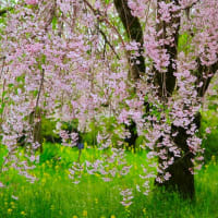 ４月の４枚【桜】