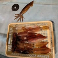 百烏夜行