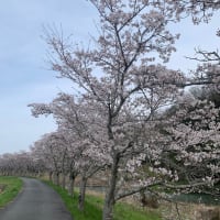 桜満開　花壇も華やか！