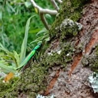 小動物レスキュー隊活動報告⑩ 桜の木を登る玉虫