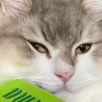 小箱で寝るプルにシャツを…