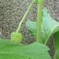 5月中旬の花