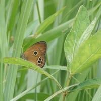 ヒメヒカゲ