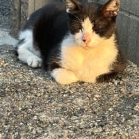 朝日を浴びる猫