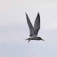 大きな沼のコアジサシ等