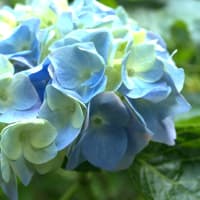 紫陽花山・花咲じいさん。あきる野市