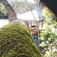 木の上の景色　ツリークライミング
