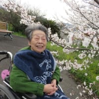 桜花見見学♪