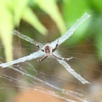 セント・アンドリュース・クロス・スパイダ Argiope keyserlingi