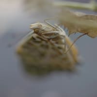 梅雨明け