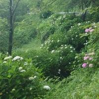 6/17(火)😆〜大塩湖の紫陽花〜😆