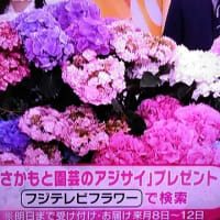4/23・・・めざましテレビお花プレゼント(明日24日まで)