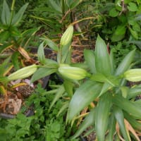 　暑さ和らぎました　野菜収獲5種類　水不足ぎみです