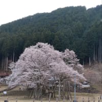 満開の薄墨桜