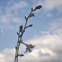 水無月二十日大安JULIEday前日。blog七千日目の朝に擬宝珠開花