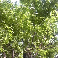 木陰