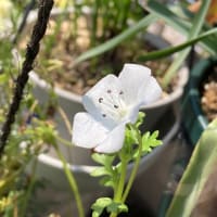 夢広がる一年草