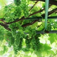 庭のブドウの袋掛けが大変そうな予感