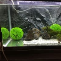 新年明けまして…遅すぎるわ！(^-^;