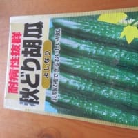 秋キュウリの種まき