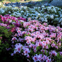 【　5万本のツツジが咲く丘＜前編＞　】