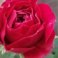 自分と同じ名前の薔薇は、やっぱり特別な存在＆壁面の蔓バラも段々と・・・
