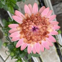 花粉症