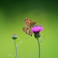 広島県世羅町紀行／コウノトリ　ブッポウソウ　ヒョウモンモドキ　ハッチョウトンボなど