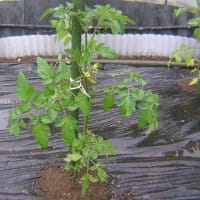 トマトの定植した
